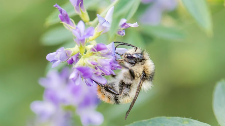 A Shrill carder bumblebee on a flower